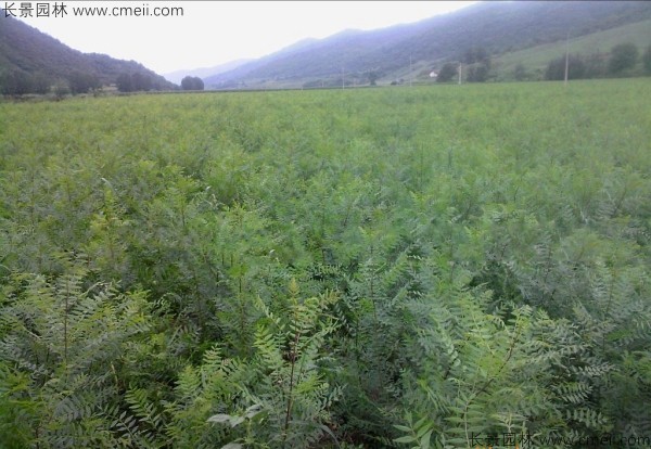 文冠果种子发芽出苗图片