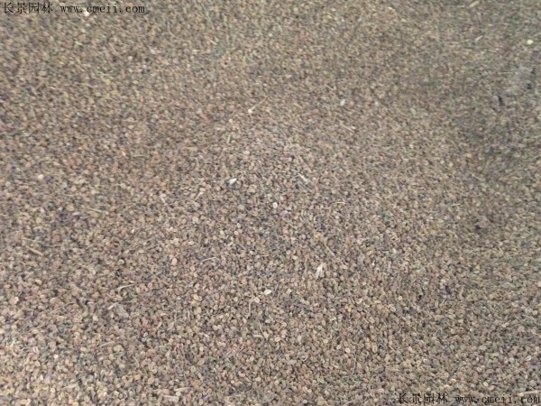 野菊花种子图片