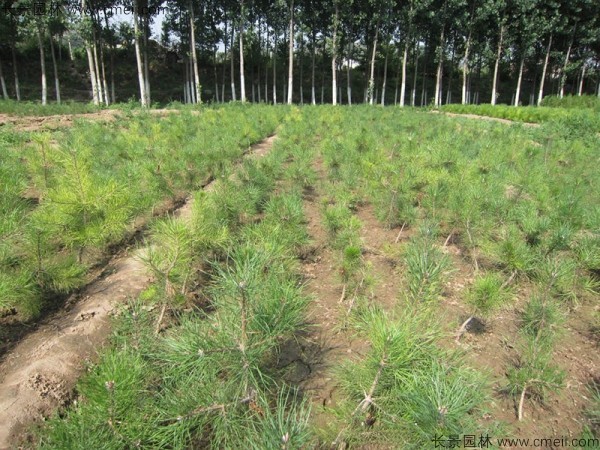 油松种子发芽出苗图片