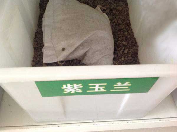 紫玉兰种子图片