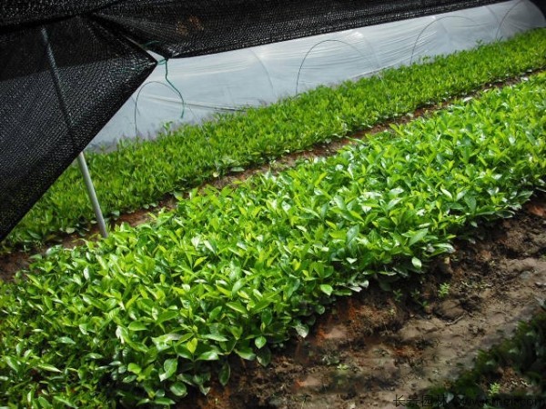 栀子花种子发芽出苗图片