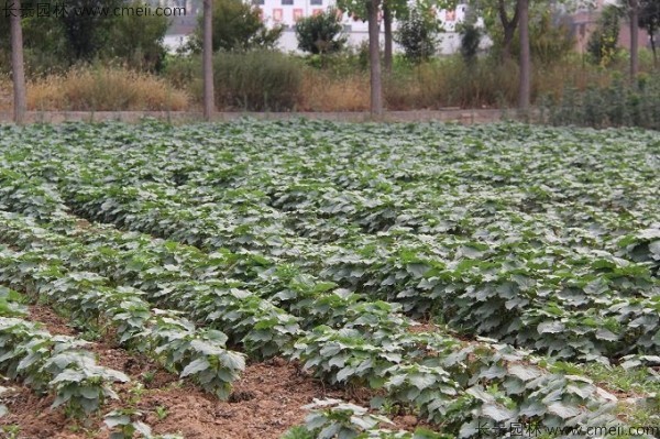 梓树种子发芽出苗图片