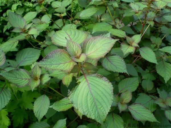 智博足球官网入口1919