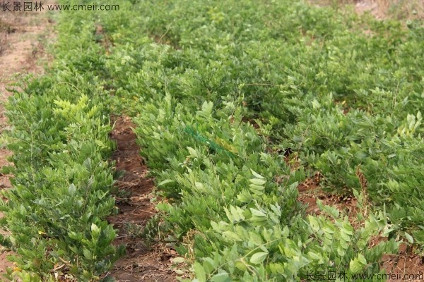 紫藤种子发芽出苗图片