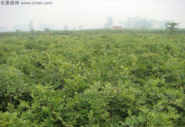 紫藤种子发芽出苗图片