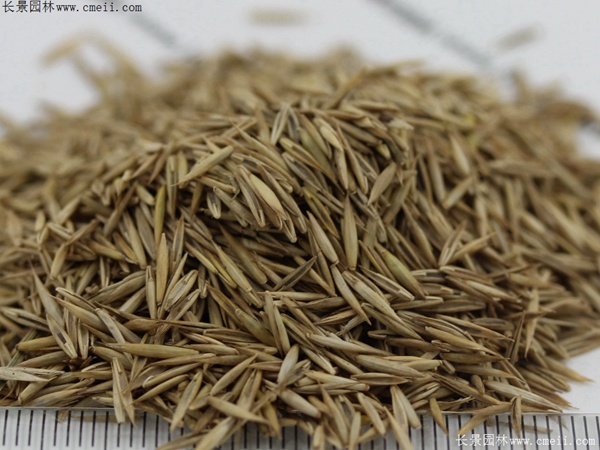 紫羊茅种子图片