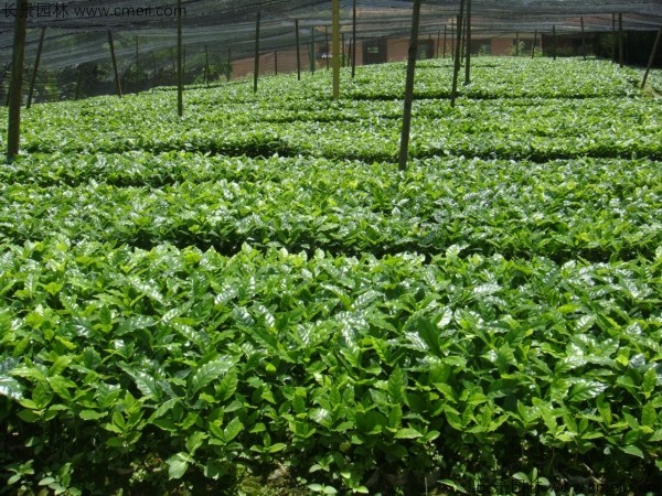 咖啡种子发芽出苗图片