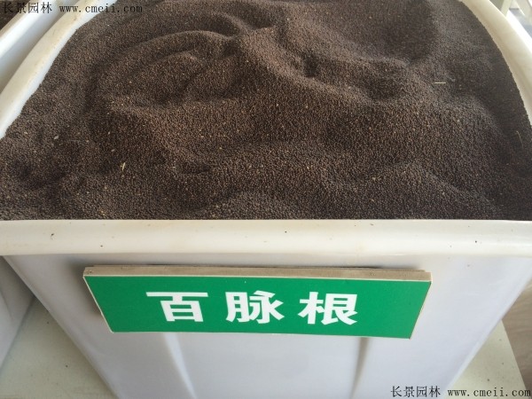 百脉根种子图片