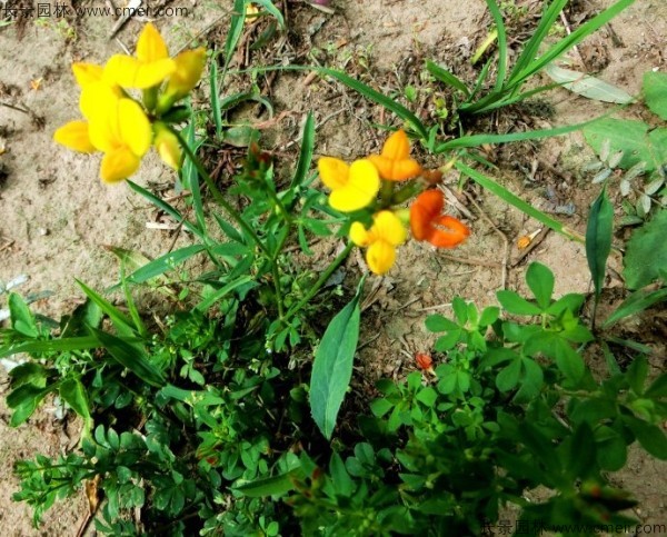 百脉根种子发芽出苗图片