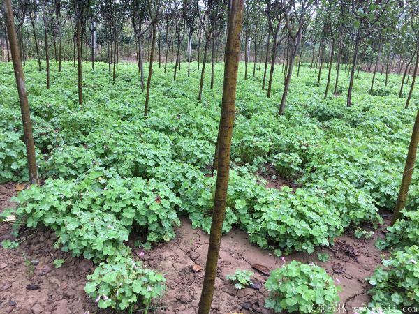 红花草种子图片