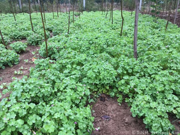 红花草种子图片