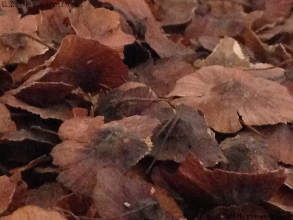 铜钱柳种子图片