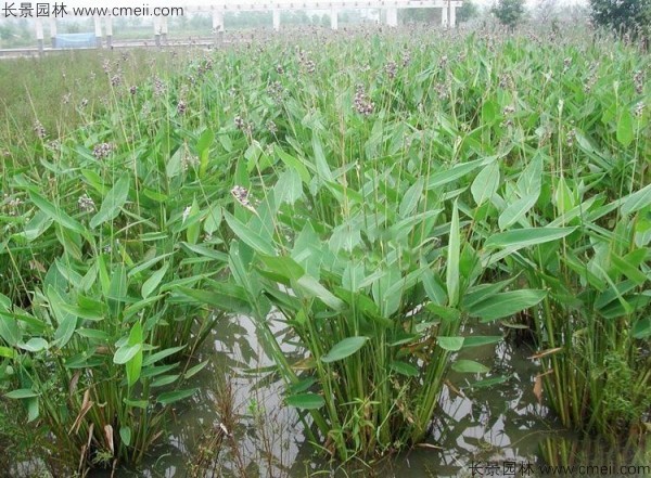 再力花种子发芽出苗图片