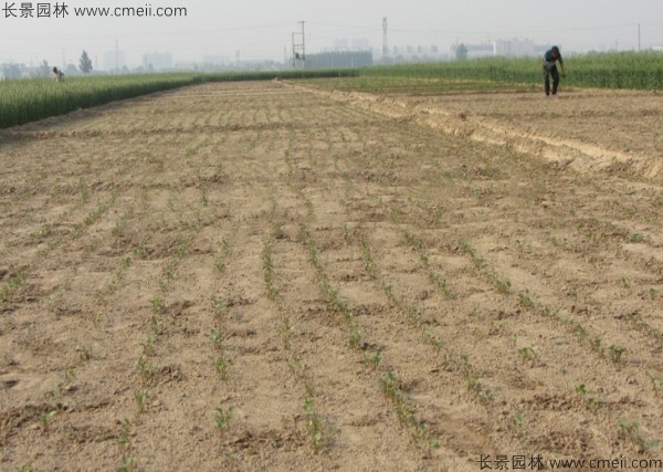 北沙参种子发芽出苗图片