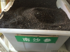 南沙参种子