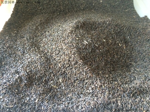 南沙参种子图片