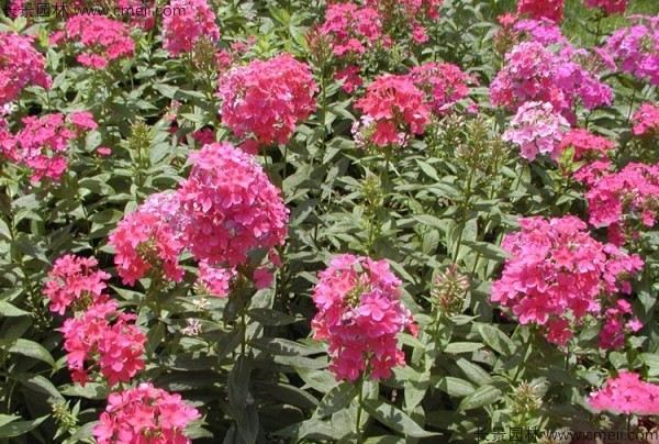 五色梅种子发芽出苗开花图片