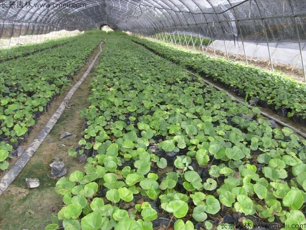 大吴风草种子发芽出苗开花图片