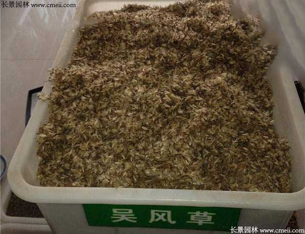 大吴风草种子图片