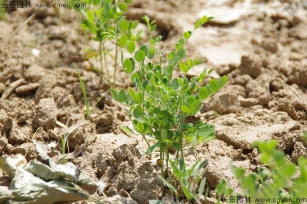 国槐种子发芽出苗图片