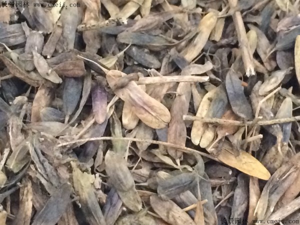 板蓝根种子图片