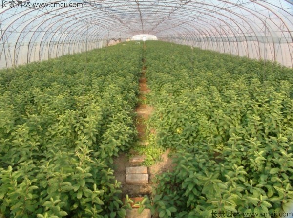 钙果种子发芽出苗开花结果图片