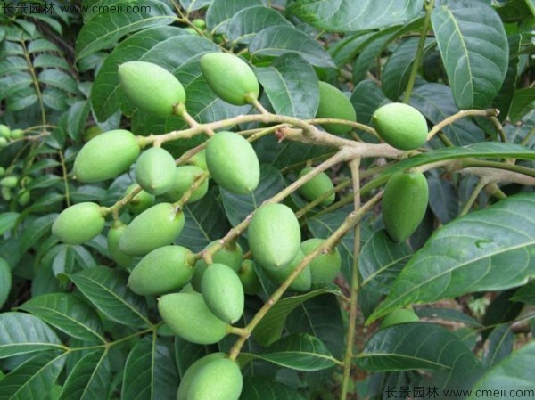 橄榄种子发芽出苗图片