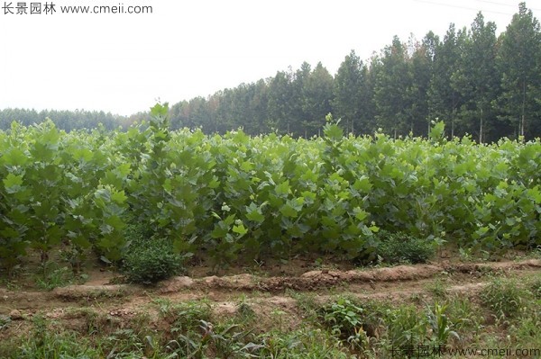 法桐种子发芽出苗图片