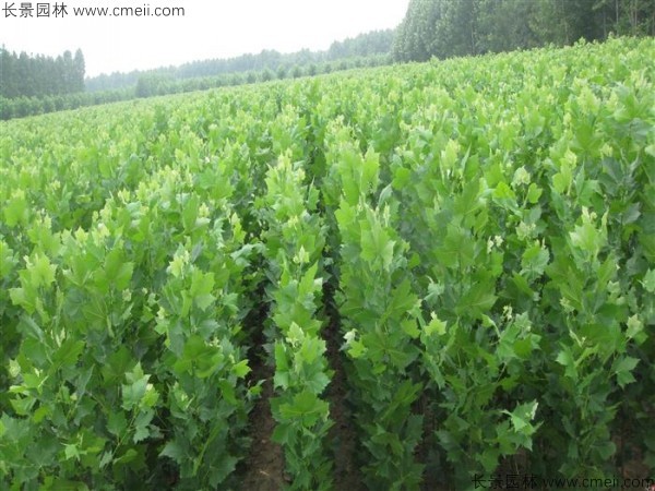 法桐种子发芽出苗图片