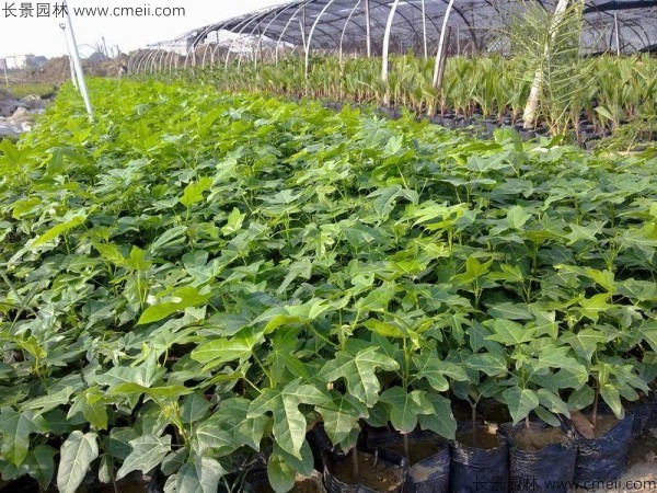 澳洲火焰木种子发芽出苗图片