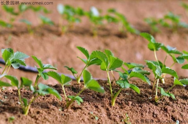 草莓种子发芽出苗图片