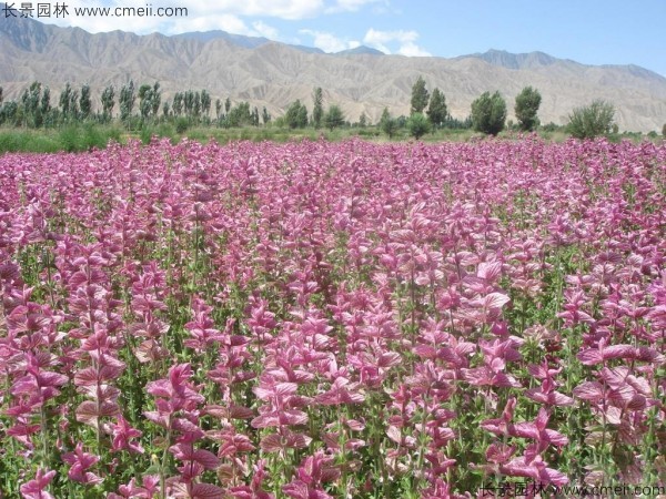 鼠尾草种子发芽出苗开花图片