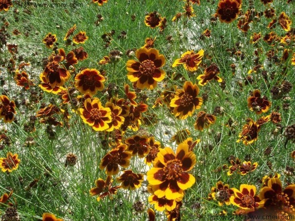 蛇目菊种子发芽出苗开花图片