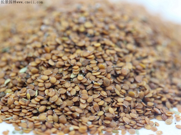 香雪球种子图片