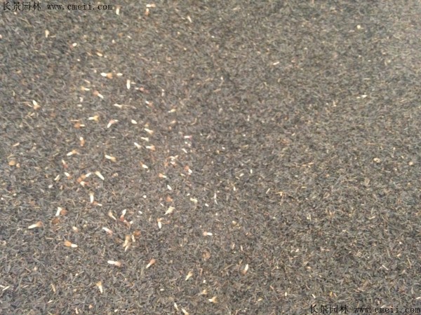 蛇鞭菊种子图片