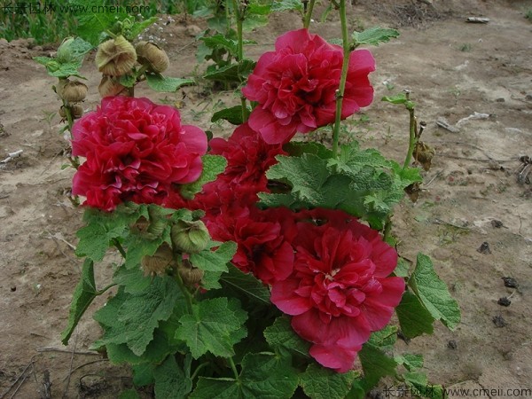 锦葵种子发芽出苗开花图片