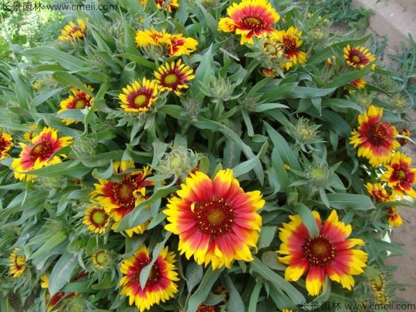 天人菊种子发芽出苗开花图片