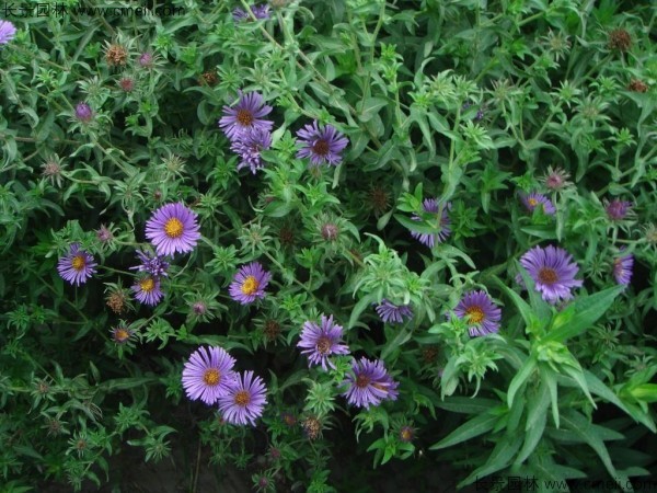 除虫菊种子发芽出苗开花图片