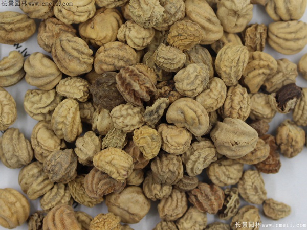 旱金莲种子图片