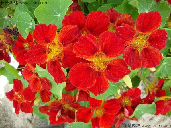 旱金莲种子发芽出苗开花图片