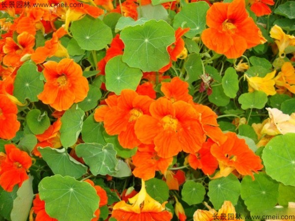 旱金莲种子发芽出苗开花图片