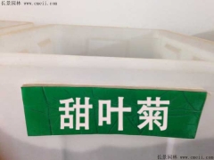 「甜叶菊种子」最新甜叶菊种子_价格_图片_种植