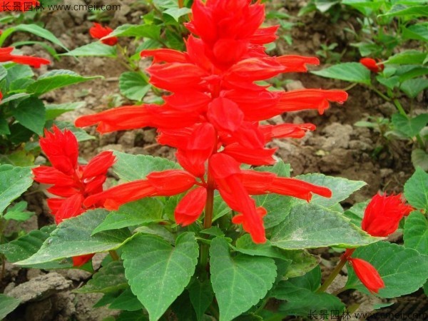 一串红种子发芽出苗开花图片