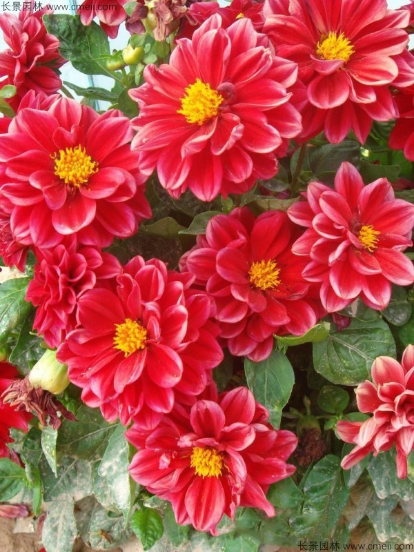 小丽花种子发芽出苗开花图片