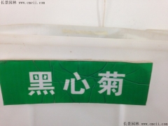 「黑心菊种子」最新黑心菊种子_价格_图片_种植