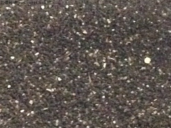 金鱼草种子图片