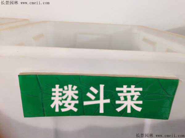 耧斗菜种子图片