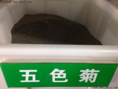 「五色菊种子」最新五色菊种子_价格_图片_种植