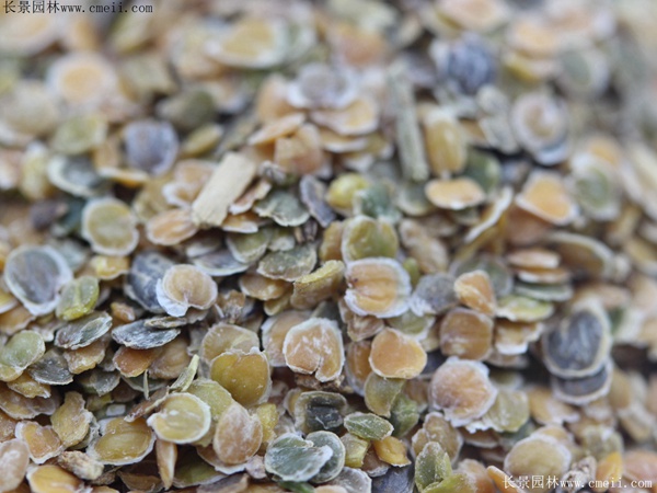 紫罗兰种子图片