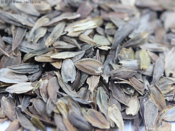 百日草种子图片